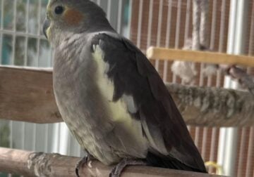 Cockatiel for Sale (only 9 months old)