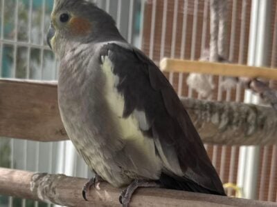 Cockatiel for Sale (only 9 months old)