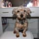 Pure Bred Yorkie