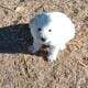 Beautiful Great Pyrenees puppies!