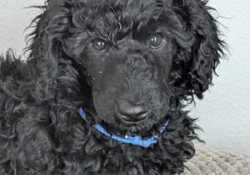 10weeks old poodle puppies.