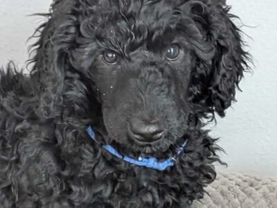 10weeks old poodle puppies.