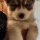Akc registered Siberian husky puppies