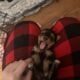 CKC female Teacup Yorkie