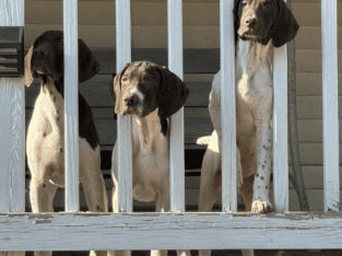 German shorthair puppies