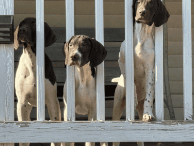 German shorthair puppies