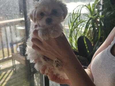 Maltese Shih Tzu Pups