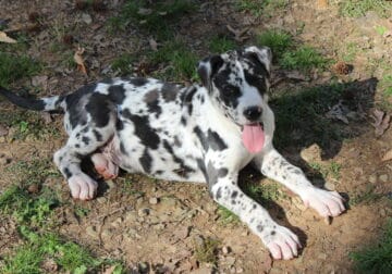 AKC Great Danes