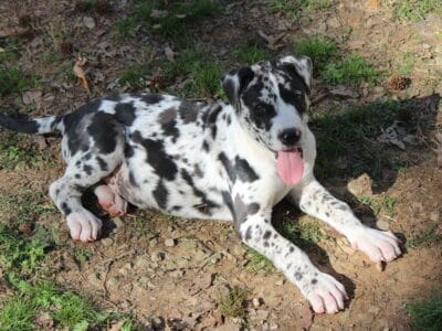 AKC Great Danes