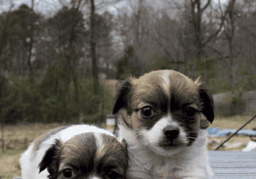 Lil Longcoat Female Chihuahua Puppy