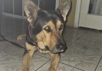 German shepherd looking for home