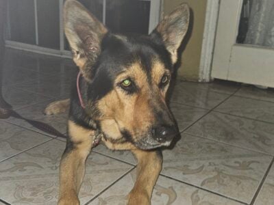 German shepherd looking for home