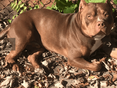 Loving Home Needed for 2-Year-Old Choco (Rehoming