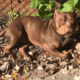 Loving Home Needed for 2-Year-Old Choco (Rehoming