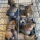 Belgian Malinois puppies