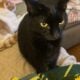 Sonny & Pepina- 2 cats needs a loving home.