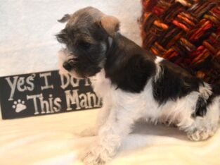 Miniature Schnauzer Female AKC Parti Trina