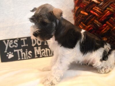 Miniature Schnauzer Female AKC Parti Trina
