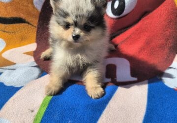 Pomeranian pup – Black merle male #1