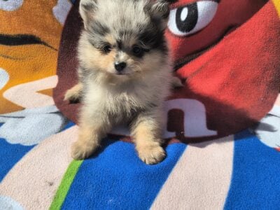 Pomeranian pup – Black merle male #1