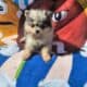 Pomeranian pup – Black merle male #1