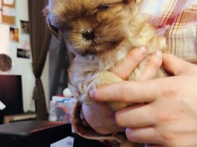 AKC Shih Tzu puppies