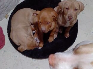 Amstaff puppies