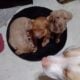 Amstaff puppies