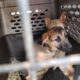 German Shepherd puppies Looking for good homes