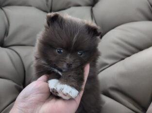 Pomeranians puppys