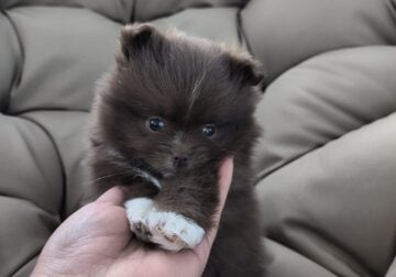 Pomeranians puppys