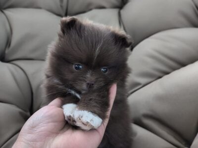Pomeranians puppys