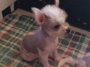Lily Chinese Crested/Chihuahua