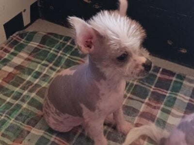 Lily Chinese Crested/Chihuahua