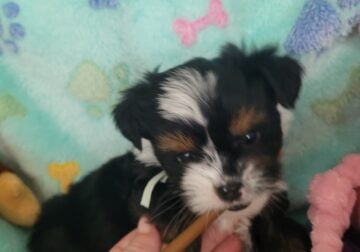 Puppy 3 Chorkie Yorkie & Chihuahua Designer Breed