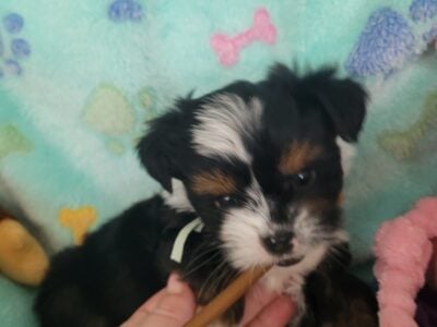 Puppy 3 Chorkie Yorkie & Chihuahua Designer Breed