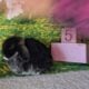 Holland lop bunnies