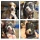 Pitbull Puppies