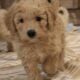 Mini Goldendoodle LAKELAND FL