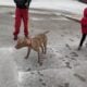 1 1/2 yr old male red nose pit free