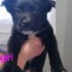 Belgian Malinois & Border Collie mixed puppies
