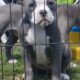 Blue and white female F1 Olde English Bulldogge