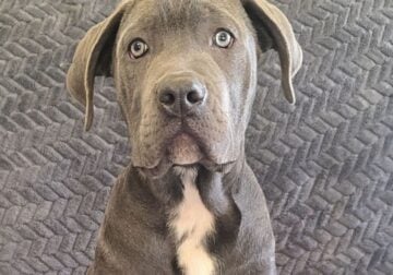 “Abel” Blue/Gray Cane Corso Male Puppy