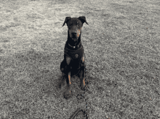 Shadow needs a loving home