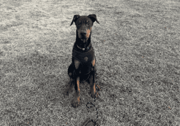 Shadow needs a loving home