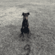 Shadow needs a loving home
