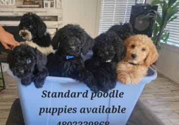 Standard poodle