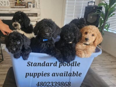 Standard poodle
