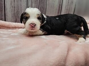 Mini Bernedoodles