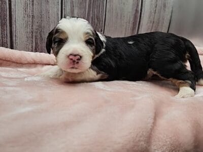 Mini Bernedoodles